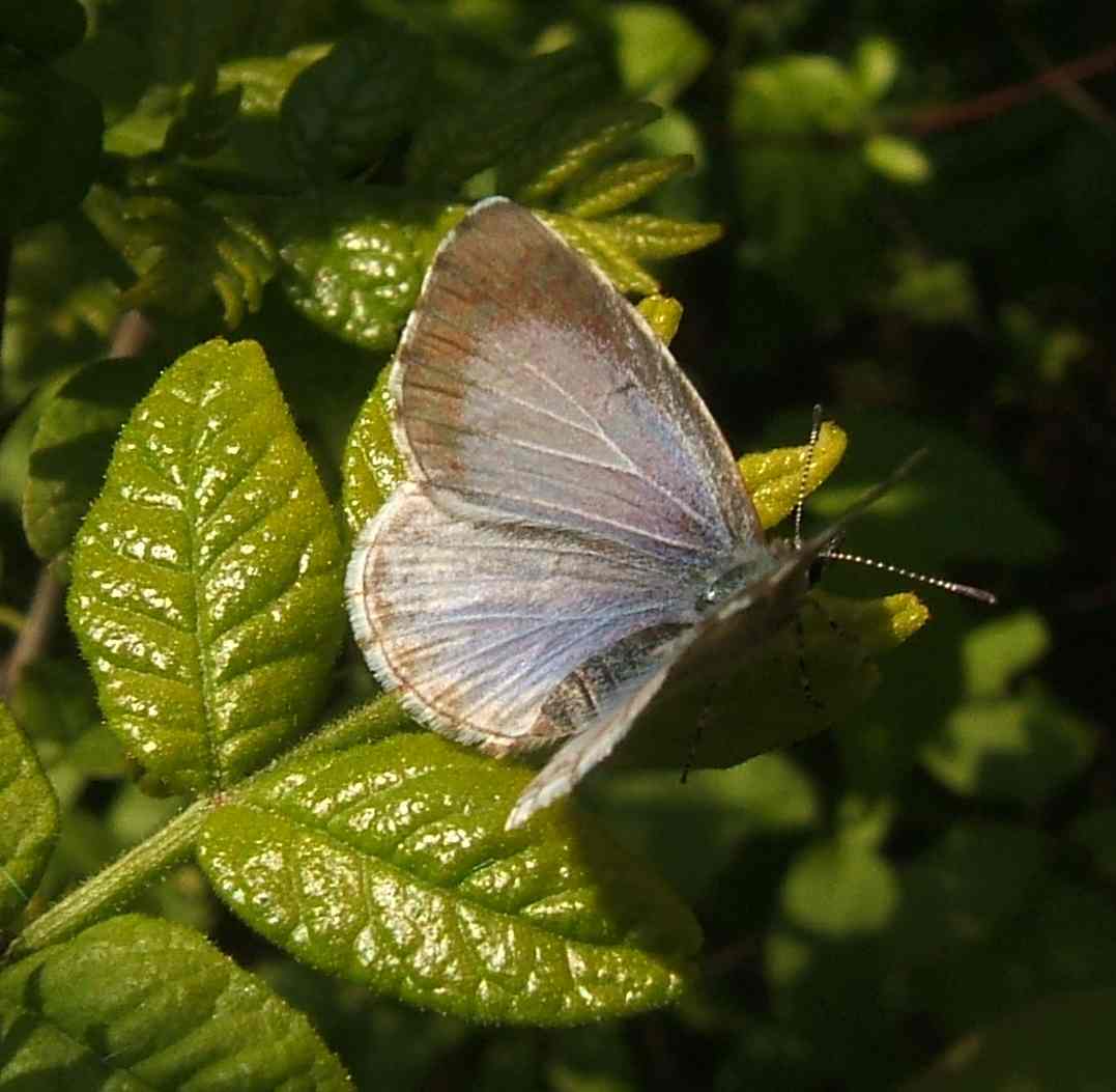 Celastrina lucia Celastrina lucia